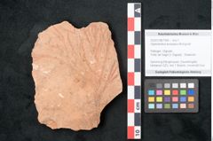 Foto (Objekt + Etikett) von Glyptostrobus europaeus Brongniart (NHMW-GEO-2024-0188-7954)